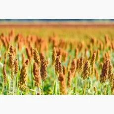 Brown Top Millet  50#