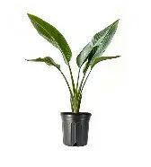 Bird of Paradise Orange 3 Gal