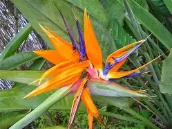Bird of Paradise Orange 3 Gal