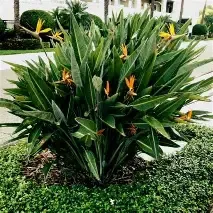Bird of Paradise Orange 3 Gal
