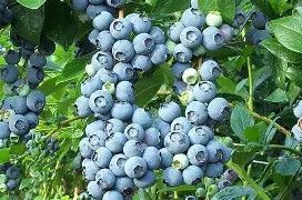 Blueberry brightwell 3 gal