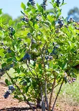 Blueberry brightwell 3 gal
