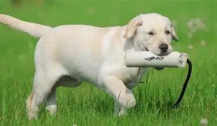 Canvas Training Dummy Puppy White