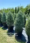 Carolina Sapphire Cypress 7 gal