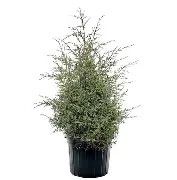 Carolina Sapphire Cypress 7 gal