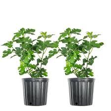 Celeste Fig Tree 3 Gallon