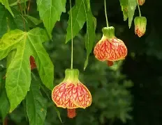 Chinese Lantern Tree Red/Yellow