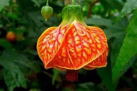 Chinese Lantern Tree Red/Yellow