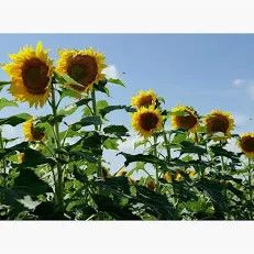 ClearField Sunflower 25#
