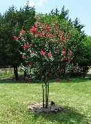 Crapemyrtle Tuscarora 5 gal