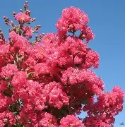 Crapemyrtle Tuscarora 5 gal