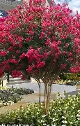 Crapemyrtle Tuscarora 5 gal