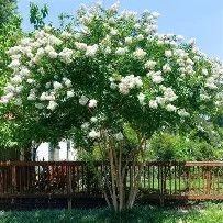 Crapemyrtle Natchez 15 Gal