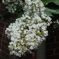 Crapemyrtle Natchez 15 Gal