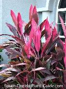 Cordyline Florida Red 3 Gal
