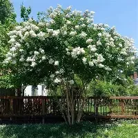 Crapemyrtle Natchez 5 Gal