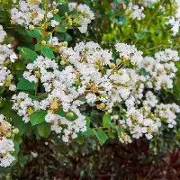 Crapemyrtle Natchez 5 Gal