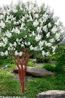 Crapemyrtle Natchez 5 Gal