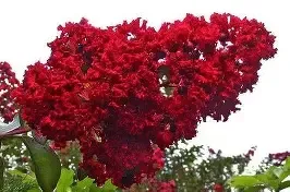 Crapemyrtle  Dynamite 7 Gal