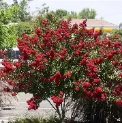 Crapemyrtle  Dynamite 7 Gal