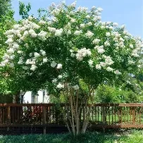 Crapemyrtle Natchez 7 Gal