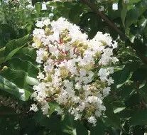 Crapemyrtle Natchez 7 Gal