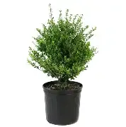 Compacta Holly 1 gal