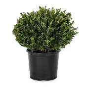 Compacta Holly 1 gal
