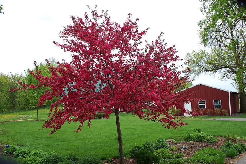 Crabapple Prairiefire 5 Gal