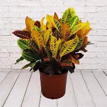 Croton 1 gal