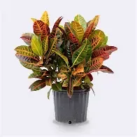 Croton 1 gal