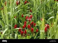 Dixie Crimson Clover 50#