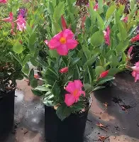 Dipladenia Bush 3 gal 10"