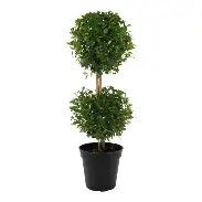 Eugenia 2 Ball 3 Gal