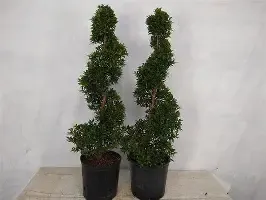 Eugenia Spiral 3 Gal