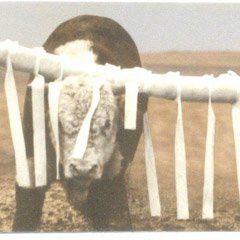 Face Flyps For Cattle Rub 22's