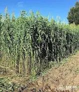 Egyptian Wheat 50#