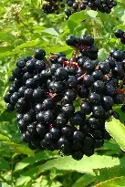 Elderberry Bush 3 gal