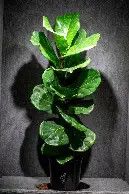 Fiddleleaf Fig 3 Gal