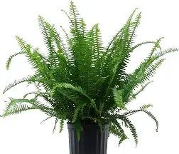 Kimberly Fern 1 Gal