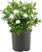 Gardenia August Beauty 3 Gal