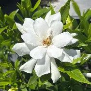 Gardenia, Frost Proof 3 Gal