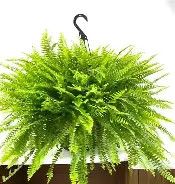 Hanging Boston Ferns hanging