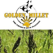 Golden Millet 50#