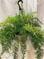 Hanging Asparagus Ferns 10"
