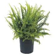 Kimberly queen fern 10" 3gal