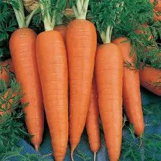 Danvers 126 Carrot .5 oz
