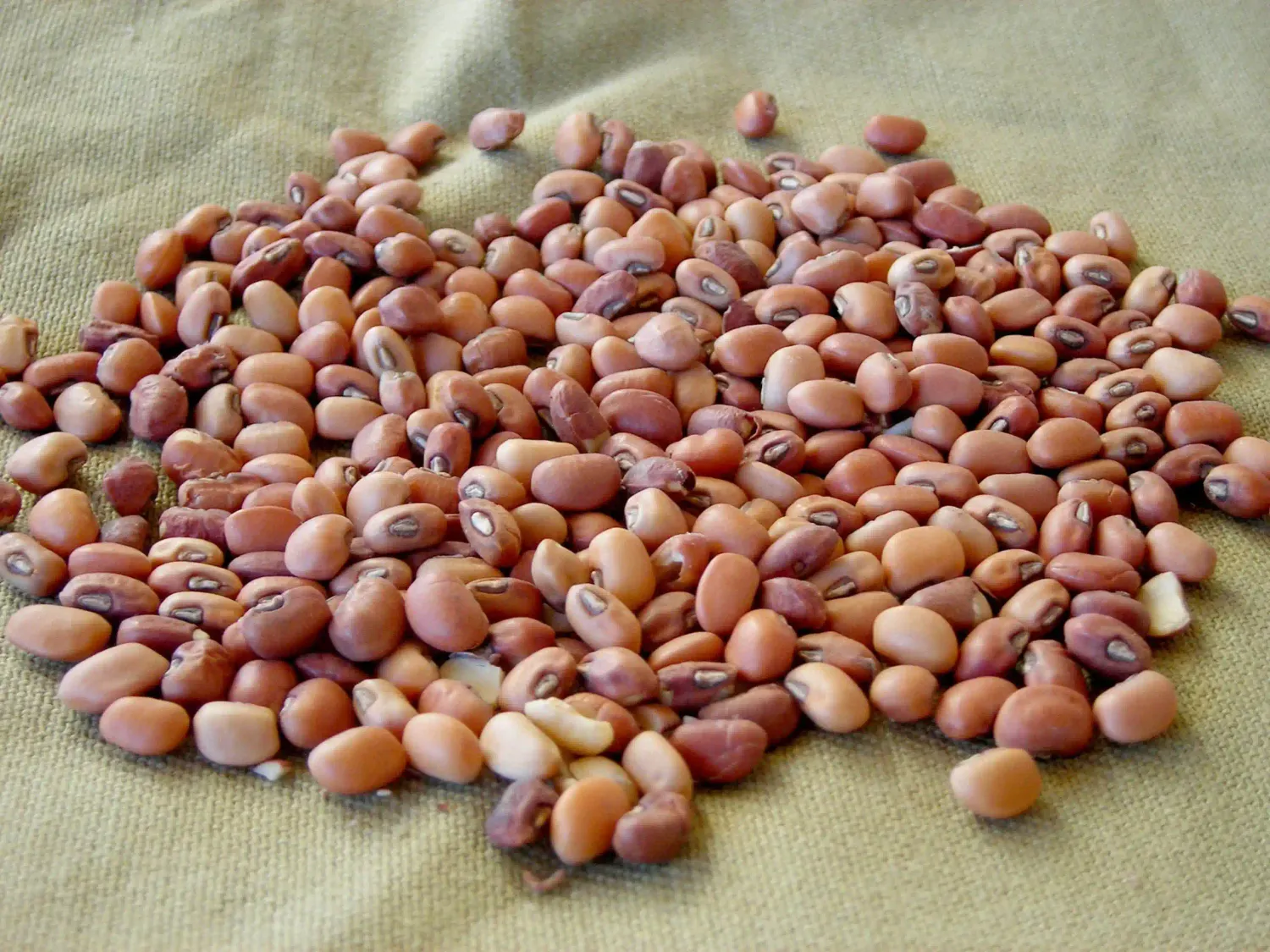 Iron Clay Peas 50#