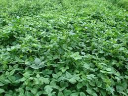 Iron Clay Peas 50#