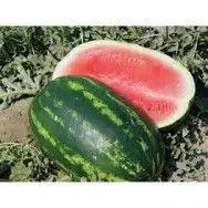 Jubilee Watermelon 1/2#